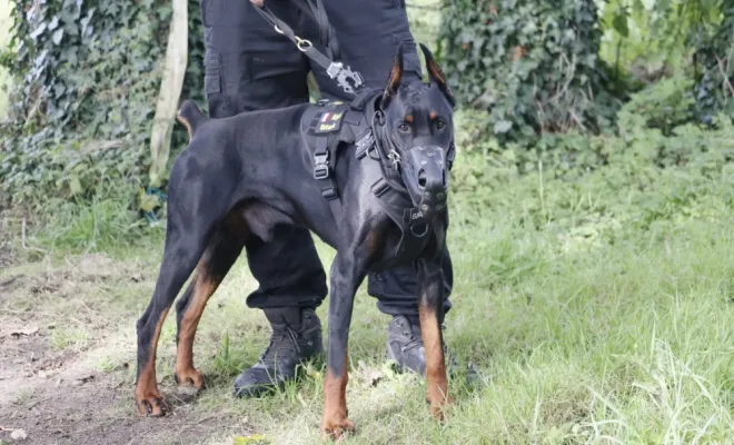 félicitations aux nouveaux maîtres chien en sécurité privée , Lens, Octavia Group Security