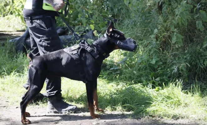 félicitations aux nouveaux maîtres chien en sécurité privée , Lens, Octavia Group Security