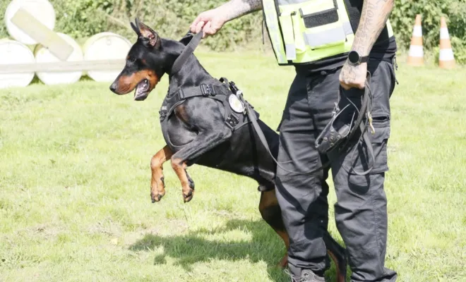 félicitations aux nouveaux maîtres chien en sécurité privée , Lens, Octavia Group Security